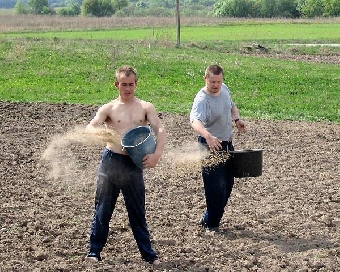 Хозяйства Беларуси завершили сев картофеля