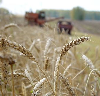 Готовность сельхозорганизаций Беларуси к заготовке кормов и уборке урожая будет рассмотрена сегодня на заседании Президиума Совмина