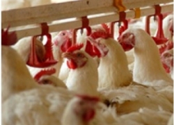 Беларусь ограничивает ввоз мяса птицы из Румынии
