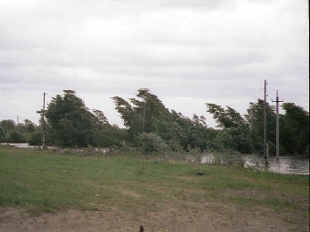 Лесхозы Беларуси приступили к ликвидации последствий ураганных ветров