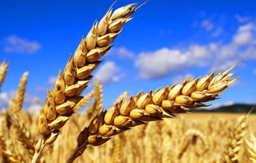 Украина нацелилась на рекордный экспорт зерна