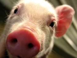 Власти скрывали африканскую чуму свиней полгода?