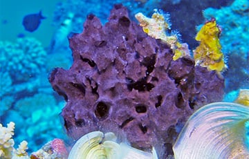 Ученые рассказали, зачем «чихают» морские организмы