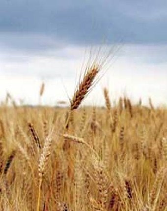 Беларусь планирует в 2011 году экспортировать сельхозпродукции на $4 млрд.