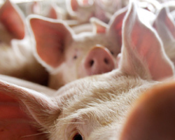 Беларусь запретила польскую свинину
