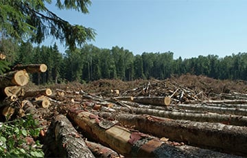 Россия продает японцам право вырубать дальневосточный лес