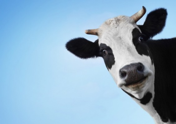Лукашенко подарил многодетной семье корову Белку