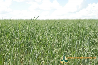 Хозяйства Беларуси намолотили первый миллион тонн зерна нового урожая