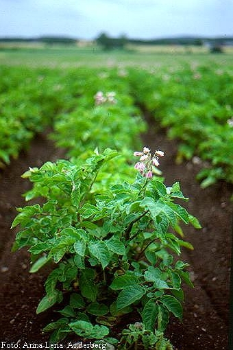 Белорусскую технологию выращивания картофеля внедрили в Китае