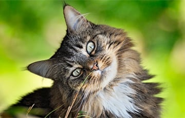 Ученые нашли утерянное звено эволюции кошек