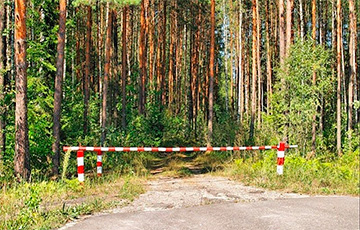 В каких районах Беларуси введены ограничения или запрет на посещение лесов