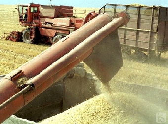 В Беларуси убрали треть зерновых