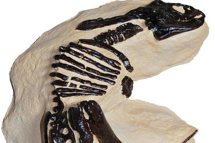 Кости сцепившихся в схватке динозавров пообещали продать за рекордную сумму
