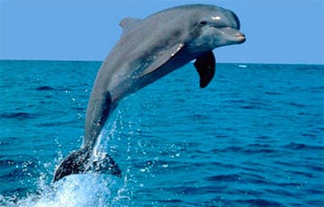 На берегу Черного моря зафиксирован массовый мор дельфинов
