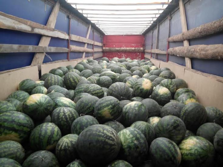 Гомельские таможенники изъяли больше 18 тонн арбузов из РФ