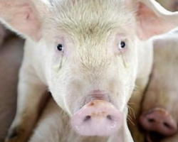 Латвия запретила ввоз белорусских мясных и молочных продуктов