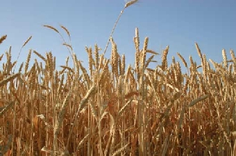 Хозяйства Беларуси преодолели шестимиллионный рубеж по намолоту зерна