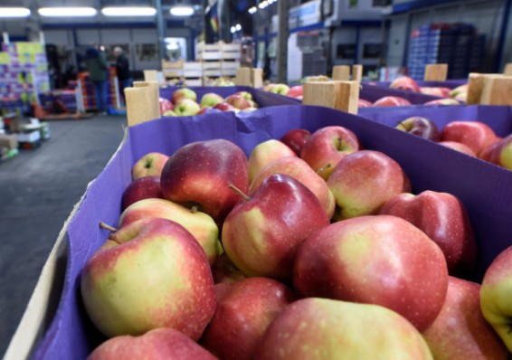 Под Смоленском уничтожили более 60 тонн яблок из Беларуси