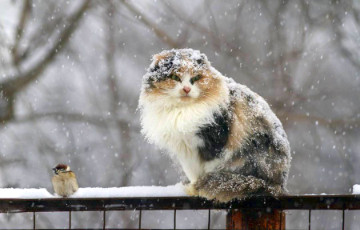 Зима близко: Завтра в Беларуси – мокрый снег