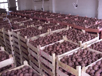 Предприятия потребкооперации Беларуси в ближайшее время начнут отгрузку среднепозднего картофеля в Россию