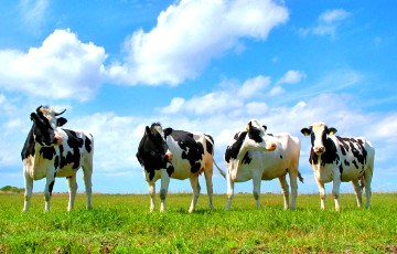 Минчанам хотят запретить держать коров