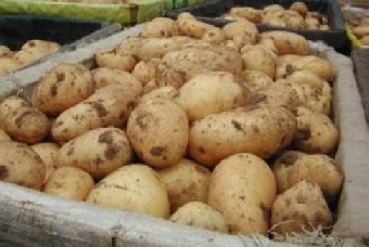 Производство картофеля в Беларуси будут увеличивать