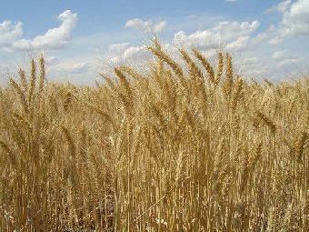 Валовой сбор зерна в бункерном весе в сельхозорганизациях Беларуси ученые оценивают в 7,8 млн.т