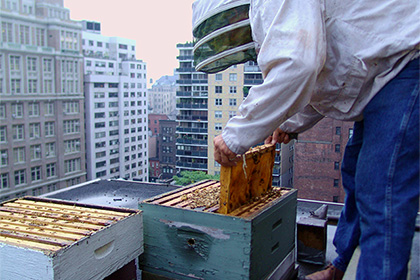 Фермеры в США подтвердили массовую гибель пчел