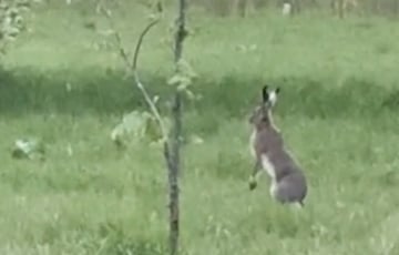 «Редкий вид!»: в парке Могилева сняли на видео «беларусских кенгуру»