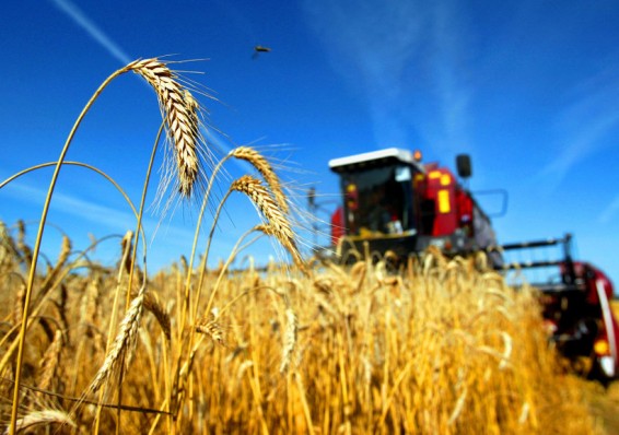 Количество убыточных сельхозпредприятий снизилось на 40 процентов