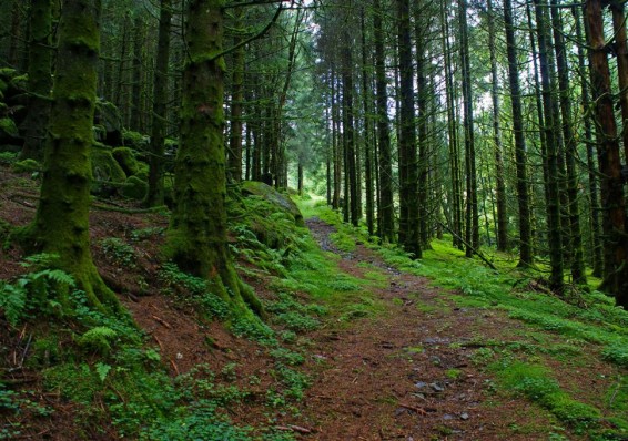 Беларусь снова стала главной по лесу в СНГ