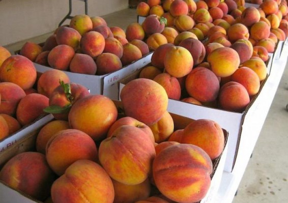 Гвинейские персики вогнали в минус белорусскую торговлю с Африкой