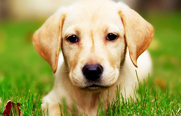 Зоологи назвали десять самых умных пород собак