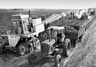 Пять районов Минской области приступили к уборке сахарной свеклы