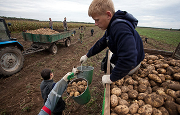 Минобразования: Мы предупреждали, что школьников нельзя отправлять на картошку