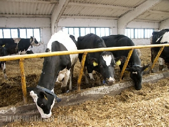 Селекционно-племенная молочная ферма появится до конца года в Смолевичском районе