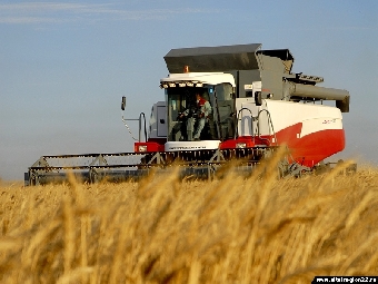 Урожай гречихи в Витебской области в два раза превышает намолот по итогам уборочной 2010 года