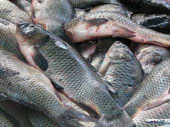 Рыбхозы Минсельхозпрода в этом году увеличат реализацию прудовой рыбы в Беларуси на 16%