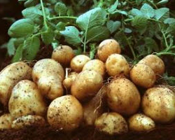 Мингорисполком  установил цены на свежие картофель и овощи