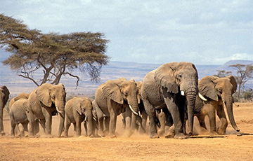 Президент Ботсваны пригрозил подарить Германии 20 тысяч слонов