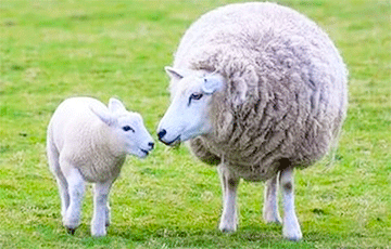 Лукашенко дал «железное поручение» разводить овец