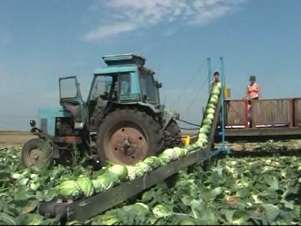 Уборка овощей в Беларуси завершится до конца октября