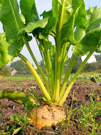 Белорусские ученые создали четыре сорта гибрида сахарной свеклы урожайностью 580-620 ц/га