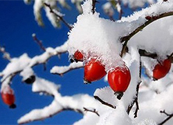 Толщина снежного покрова в Гродно — 8 сантиметров