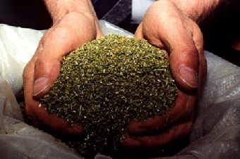У жителя Брестской области изъято почти 2,5 кг марихуаны