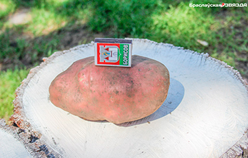 Фотофакт: В Браславском районе вырастили картофелины весом в килограмм