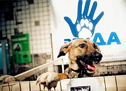 «Эгида» проведет акцию по раздаче бездомных животных