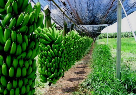 Беларусь может принять участие в механизации сельского хозяйства Эквадора