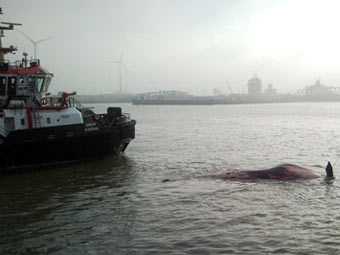 В порту Антверпена нашли труп 12-метрового кита