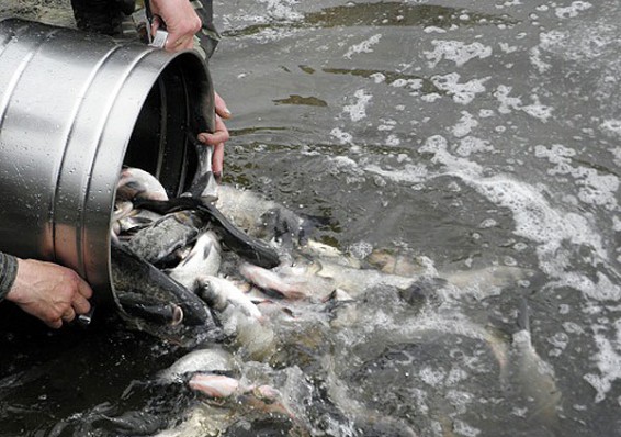 В Беларуси увеличат производство ценных видов рыбы